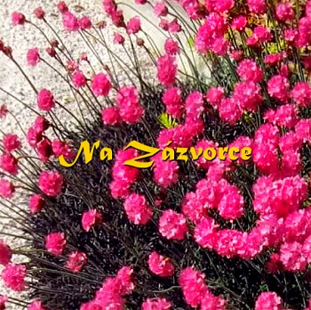 Trávnička ´Rubrifolia´ ČERVENÉ LISTY