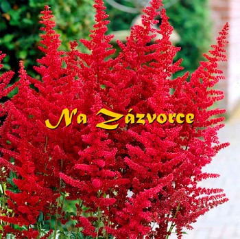 Čechrava arendsii ´Fanal´  (kopie)