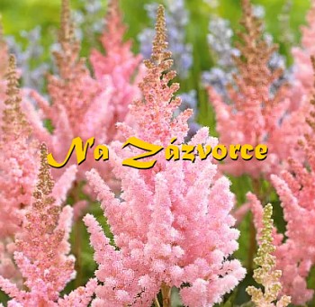 Čechrava čínská ´Vision Inferno´ 