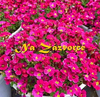 Tařička ´Axcent Burgundy´