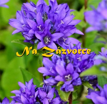 Zvonek klubkatý ´Acaulis´