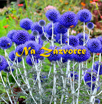 Bělotrn ´Blue Globe´