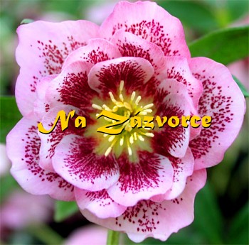 Čemeřice ´DOUBLE Pink Spotted´