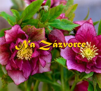 Čemeřice ´DOUBLE Red´