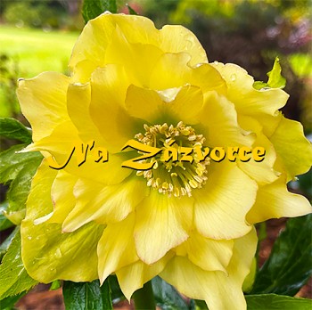 Čemeřice ´DOUBLE Yellow´