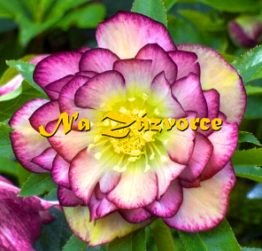 Čemeřice ´DOUBLE Picotee