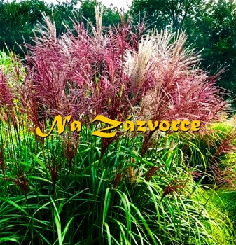 Okrasná tráva ozdobnice ´Malepartus´