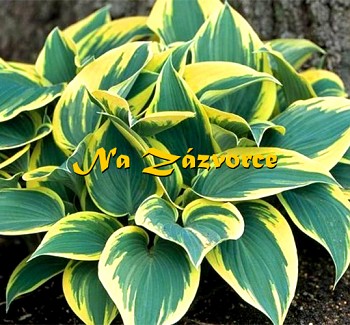 Bohyška Hosta ´First Frost´ 