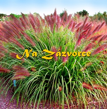 Okrasná tráva dochan ´Red Head´ 