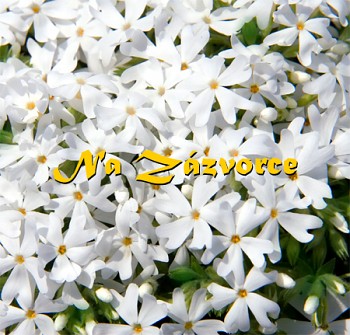 Plamenka kobercová ´Snowflake´