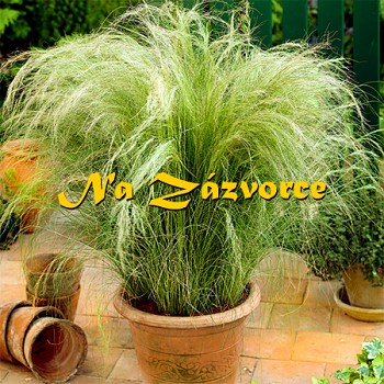 Okrasná tráva ´Ponytails´