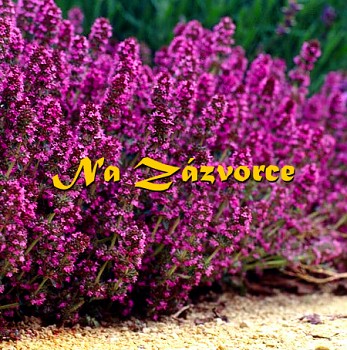 Tymián ´Redstart´