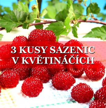 3 KUSY Maliník STROMEČKOVITÝ ´Raspberry Tower´ 