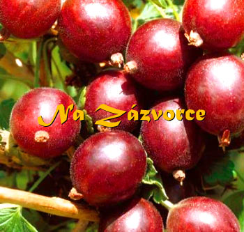 Angrešt Karmen KEŘ