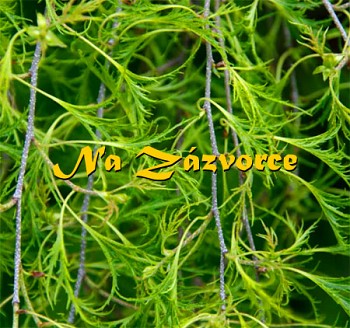 Bříza ´Trost´s Dwarf´ ZAKRSLÁ