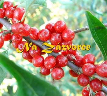 Hlošina Podzimní OLIVA ´Amoroso®´ 