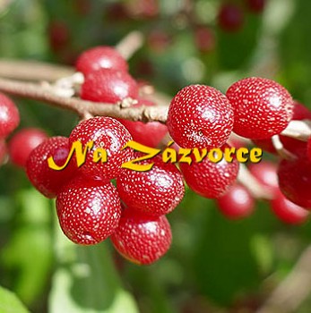 Hlošina Podzimní OLIVA ´Sweet and Sour®´