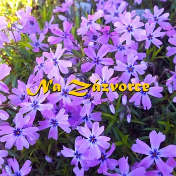 Plamenka kobercová ´Purple Beauty´ 