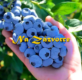 Kanadská borůvka RANÁ ´Calypso®´ /VĚTŠÍ SAZENICE/ 