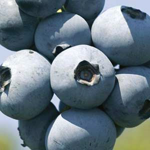 Kanadská borůvka POLOPOZDNÍ ´Brigitta Blue´ /VĚTŠÍ SAZENICE/ 