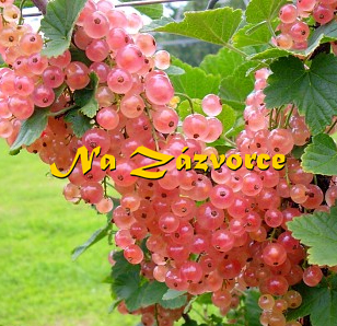 Rybíz růžový Lwowa KEŘ v kontejneru 