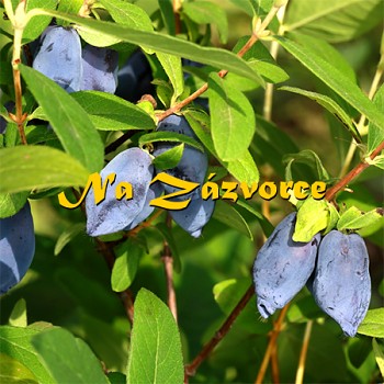 Zimolez kamčatský ´Toya´