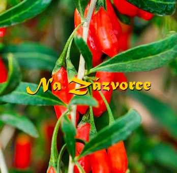Kustovnice čínská GOJI ´New Big´ VELKOPLODÁ 