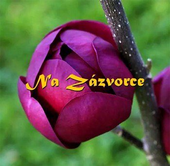 Magnólie ´Black Tulip´