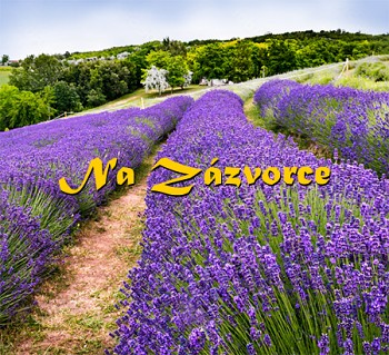 Levandule úzkolistá ´Munstead´ 