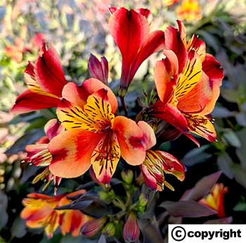 Alstromeria VÍNOVÉ LISTY ´Indian Summer´ VĚTŠÍ  