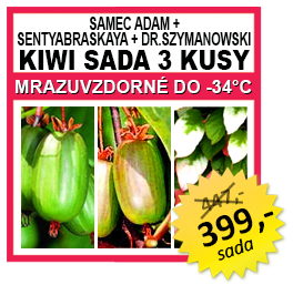KIWI SADA 3 KUSY Actinidia kolomikta