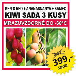 KIWI SADA 3 KUSY Actinidia arguta 