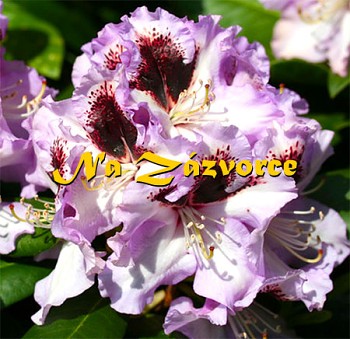 Rhododendron ´Pinguin´