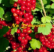 Rybíz červený Detvan KEŘ