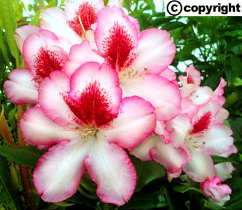 Rhododendron ´Hachmann´s Charmant´