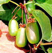 KIWI SAMICE Actinidia kolomikta ´Sentyabraskaya´ 