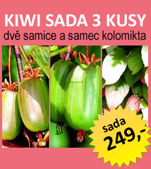 KIWI SADA Actinidia kolomikta 3 KUSY