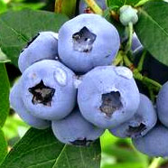 Kanadské borůvky cena