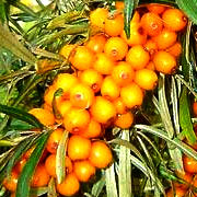 Hippophae