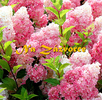 Hortenzie ´Vanille Fraise®´ 